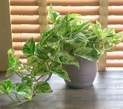 Pothos Winner #1 