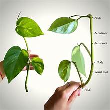 Pothos Anatomy